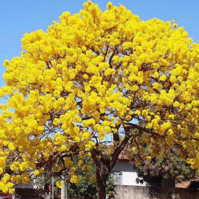 Tabebuiaaurea2