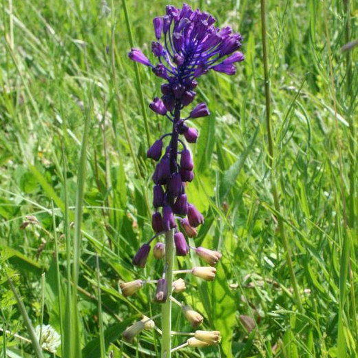 Leopoldia Weissii