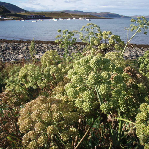 Angelica Archangelica