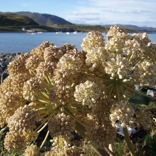 Angelica Archangelica3