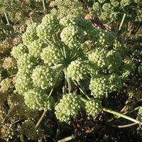 Angelica Archangelica