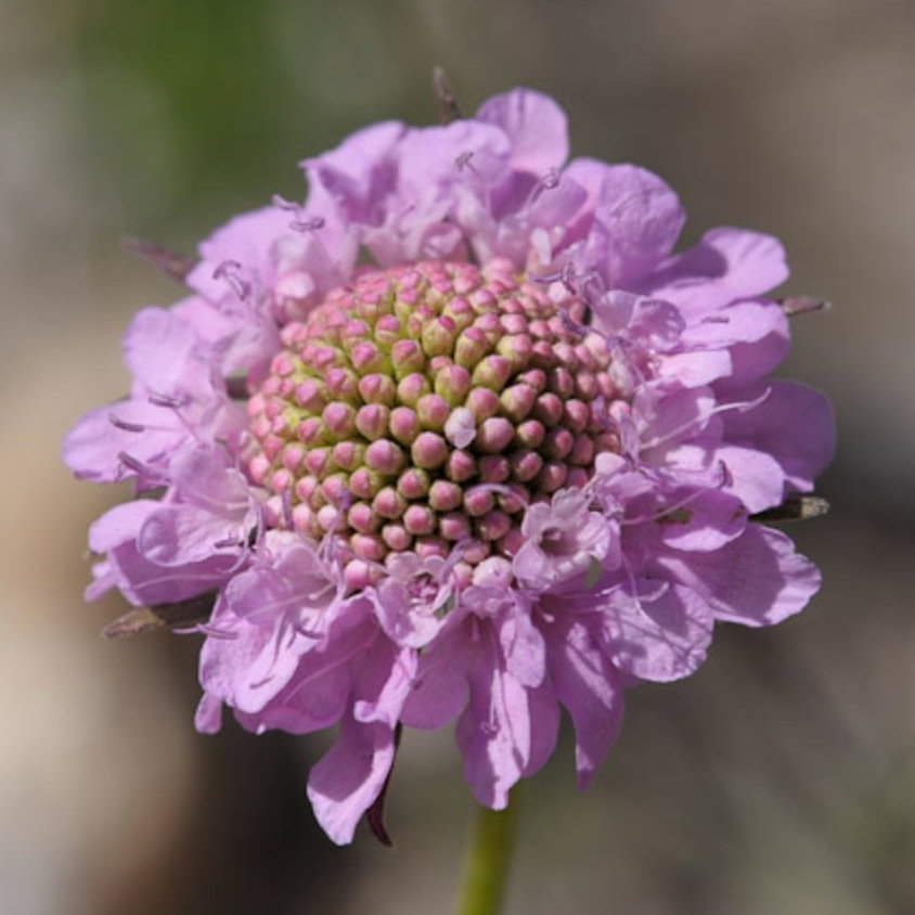Scabiosa Vestita