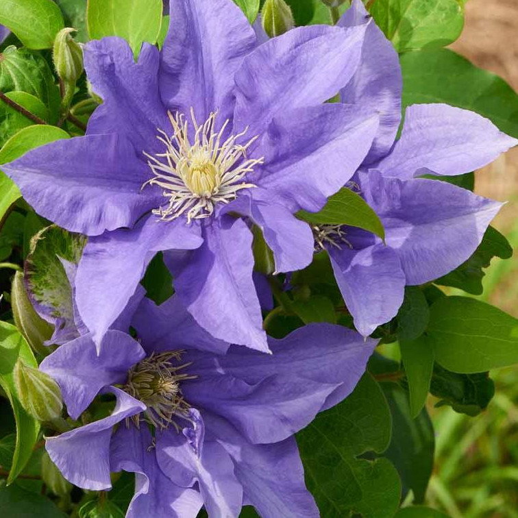 Clematis Boulevard Olympia