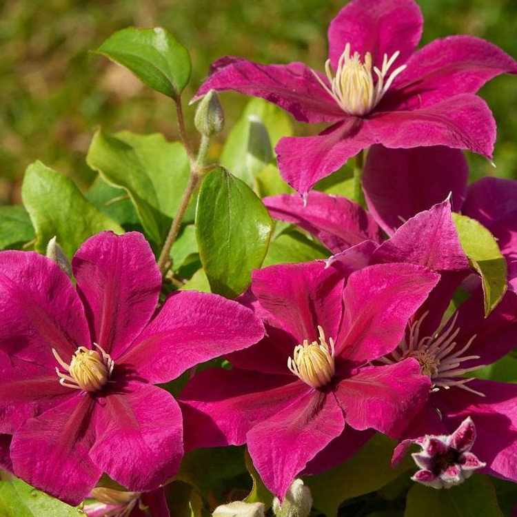 Clematis Boulevard Acropolis