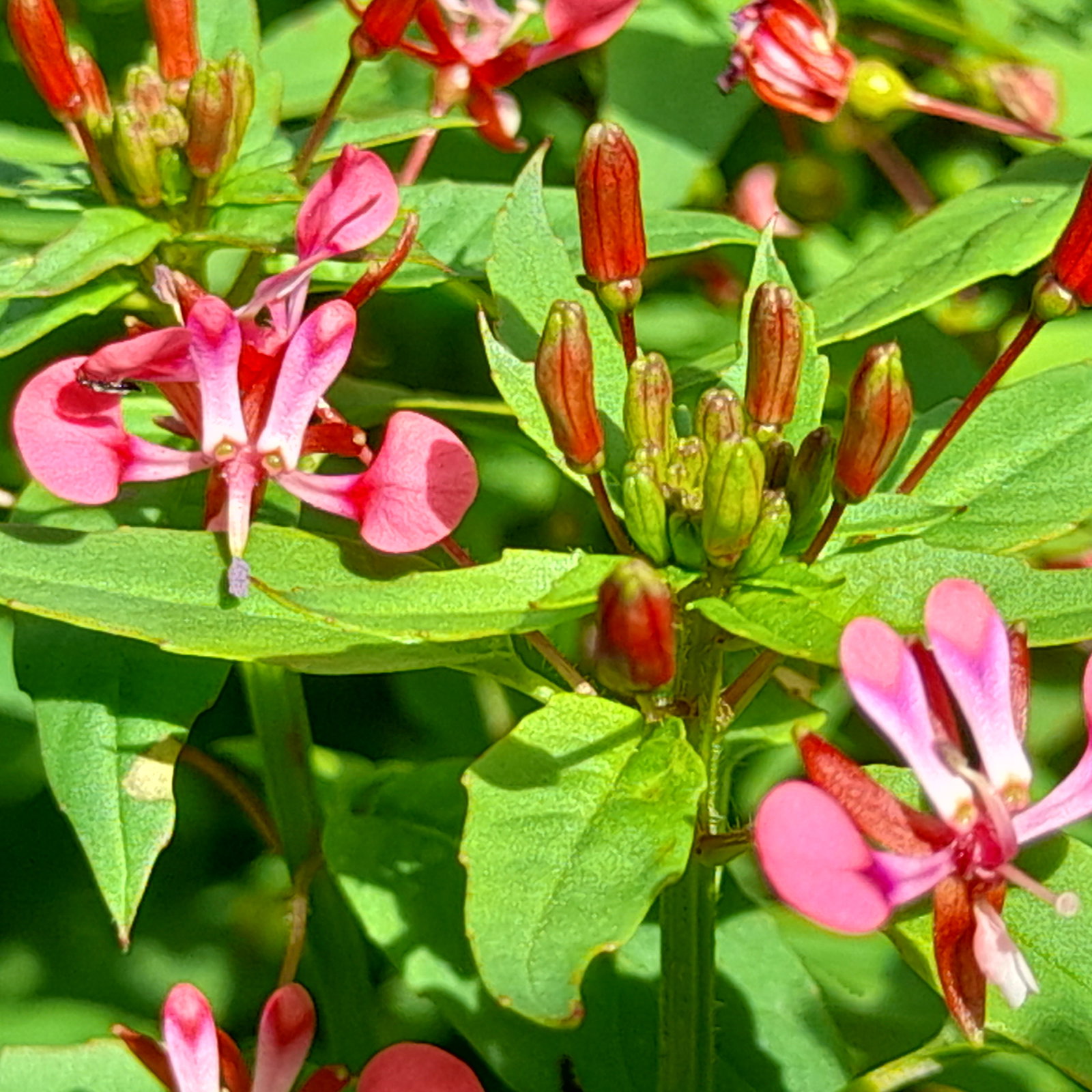 Lopezia Racemosa Sq
