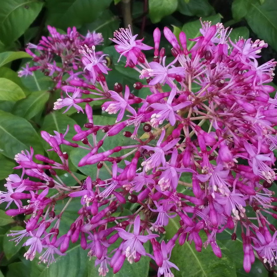 Fuchsia Arborescens