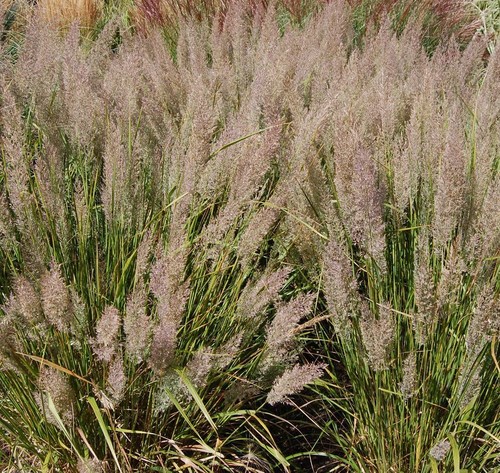 Stipa Calamagrostis