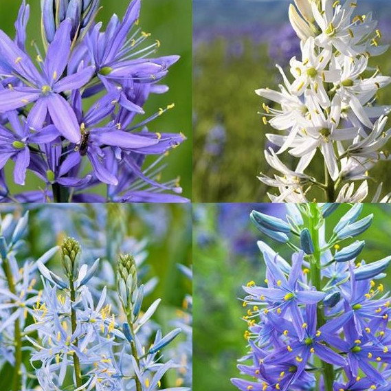 Camassia Starburst Mix