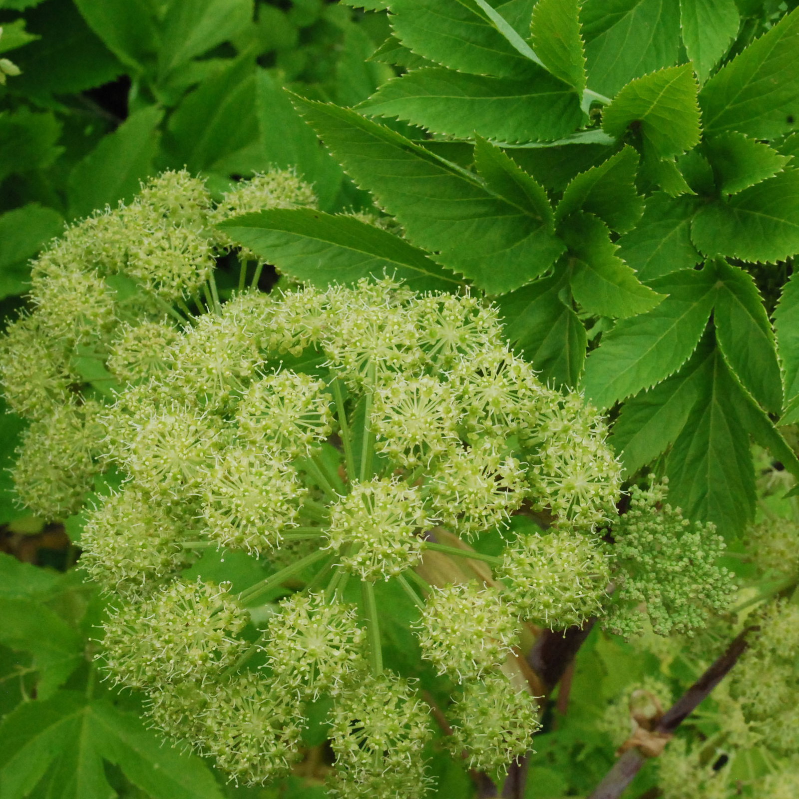 Angelica Taiwaniana