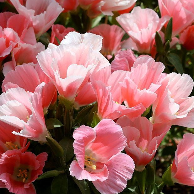 Clarkia Amoena Double Rose