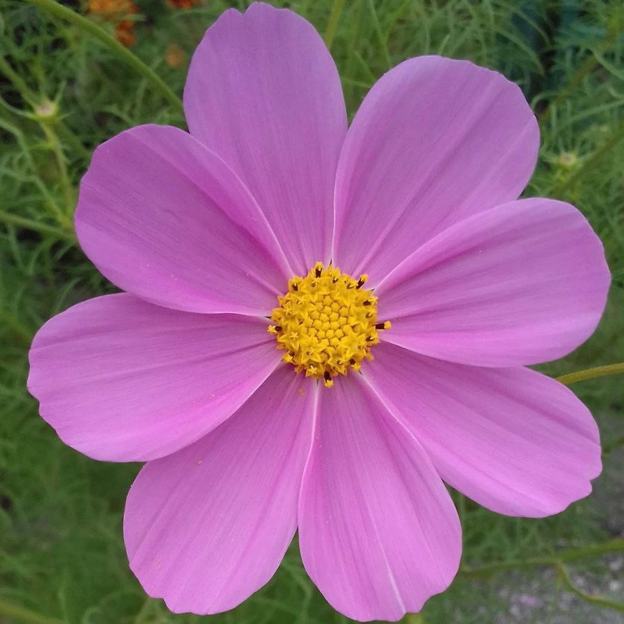 Cosmos Sulphureus Sonata Pink Blush