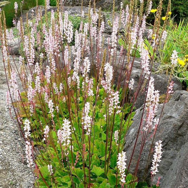 Francoa Sonchifolia