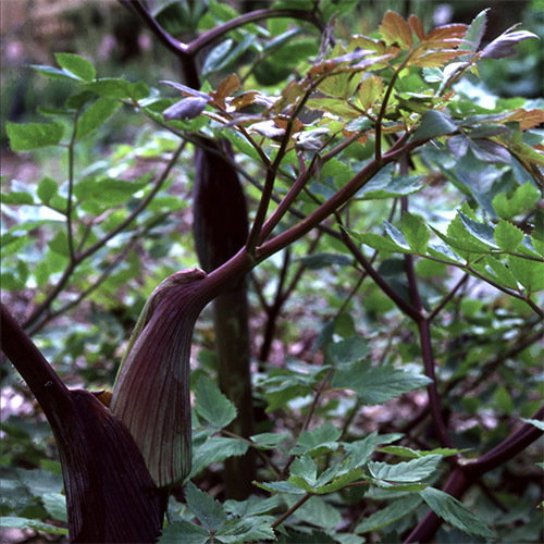 Angelica Taiwaniana