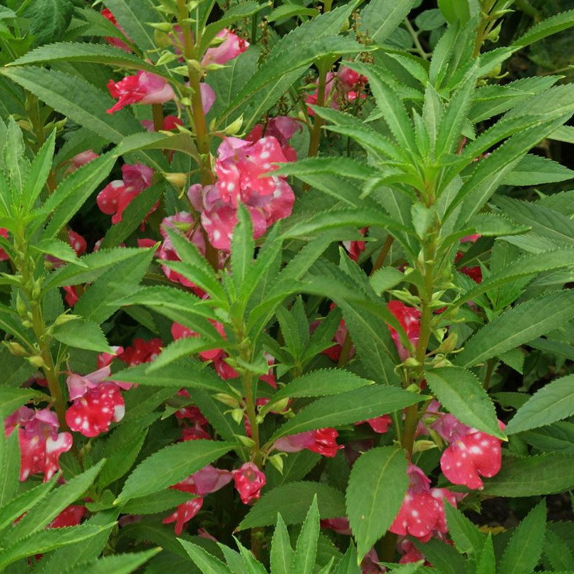 Impatiens Balsamina