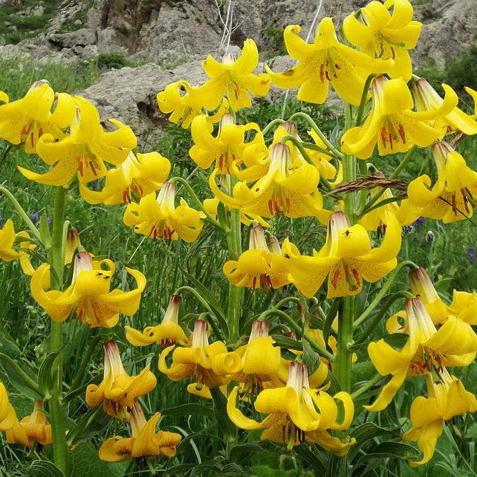 Lilium Szovitsianum