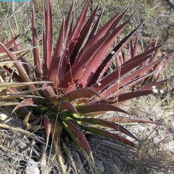 Agave Kerchovei Huajuapan Red