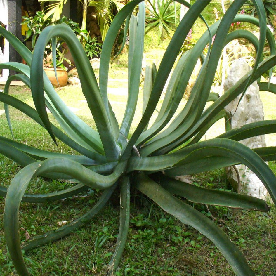 Agave Vilmoriniana