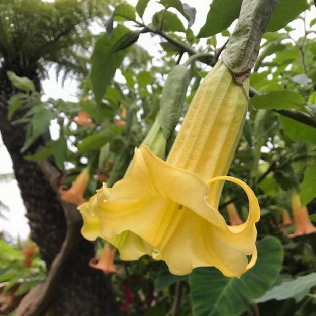Brugmansia Sanguinea Aurea