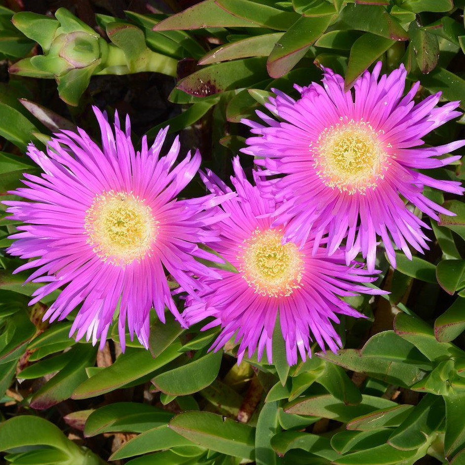 Carpobrotus Rossii