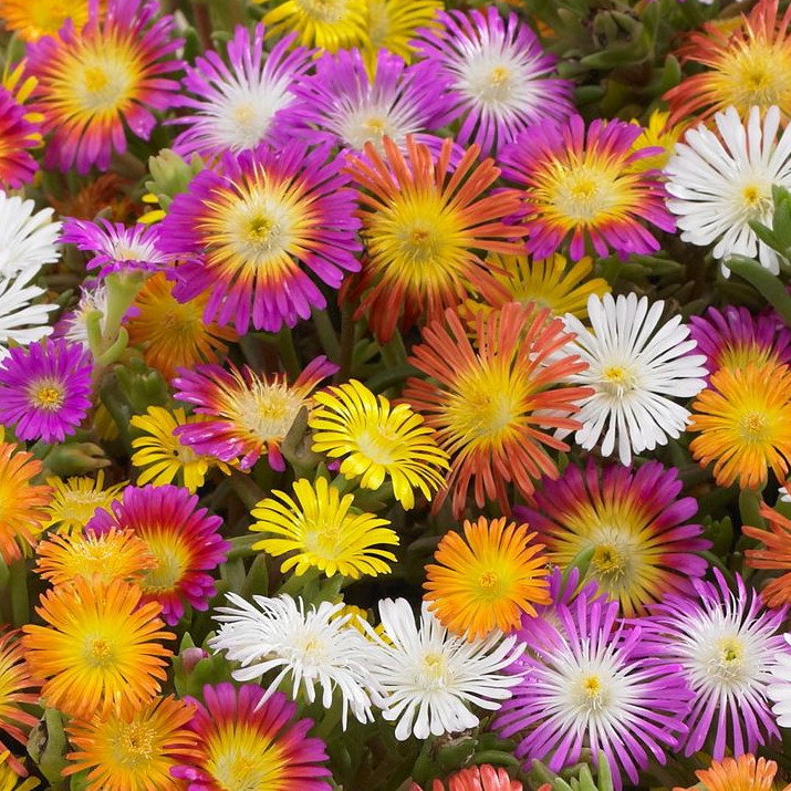 Delosperma Hardy Hybrids Mix