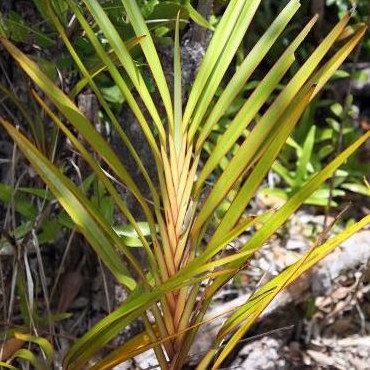 Dianella Ensifolia Madagascar