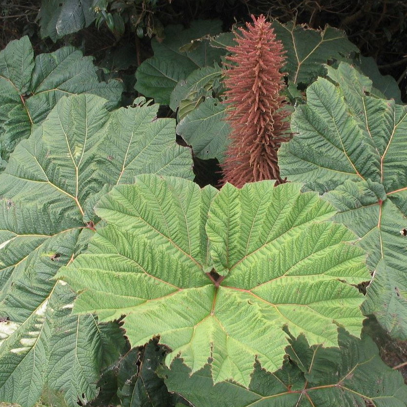 Gunnera Insignis