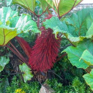 Gunnera Insignis