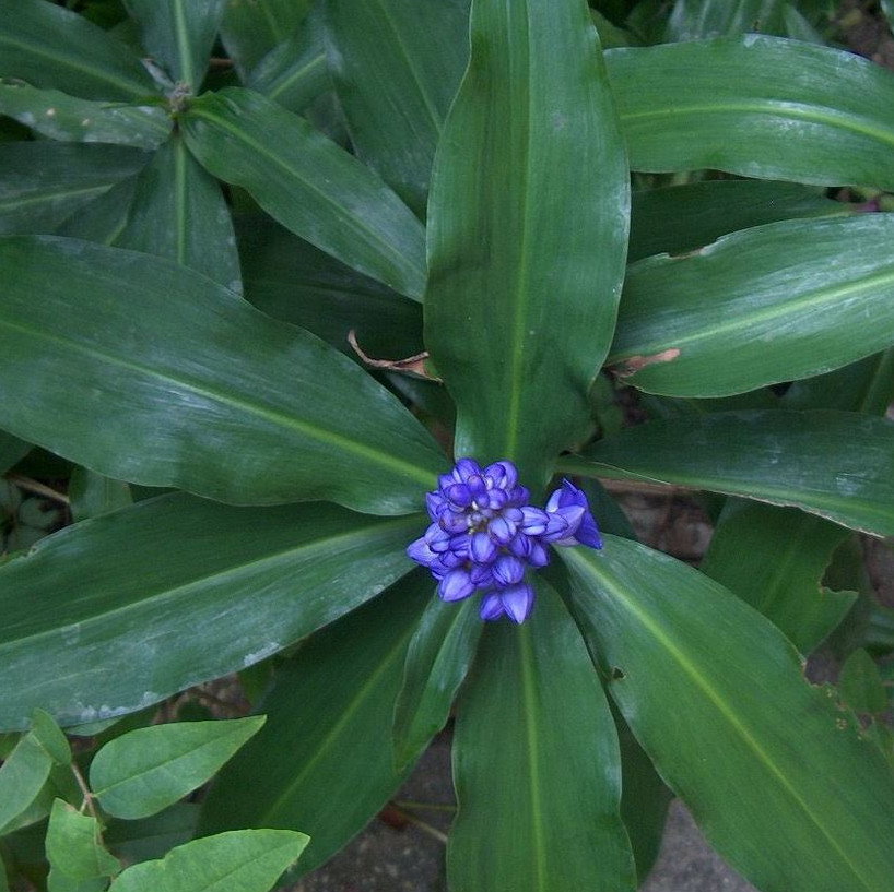 Pollia Thyrsiflora