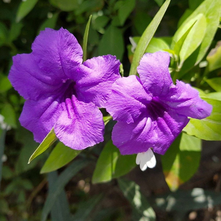 Ruellia Tuberosa