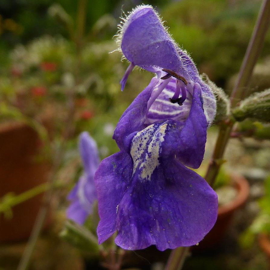 Salvia Interrupta
