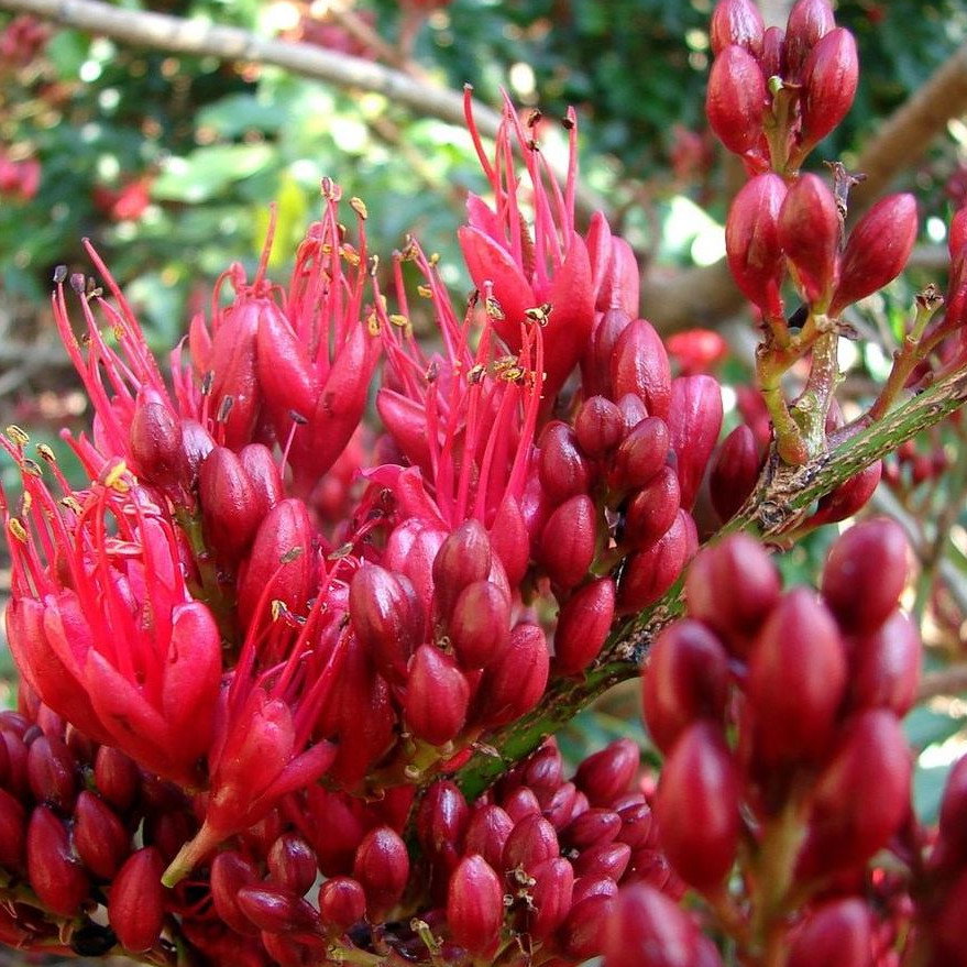 Schotia Brachypetala