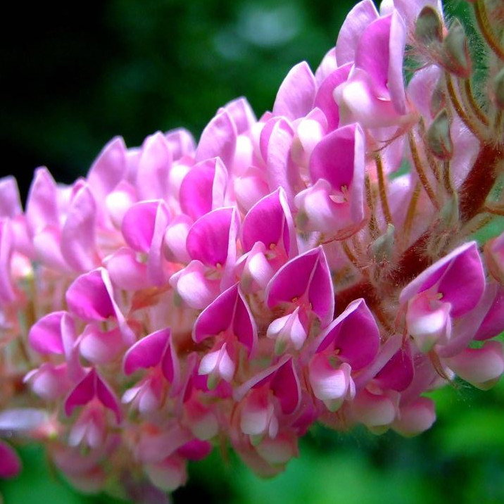 Uraria Crinita