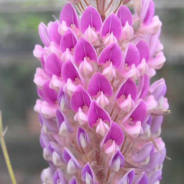 Uraria Crinita