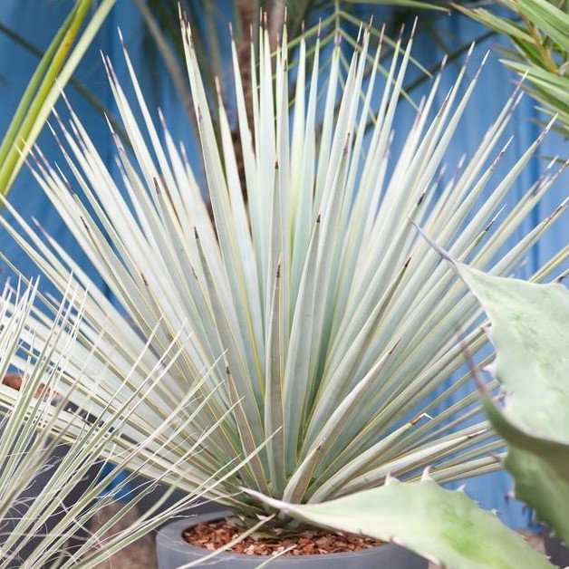 Yucca Rigida