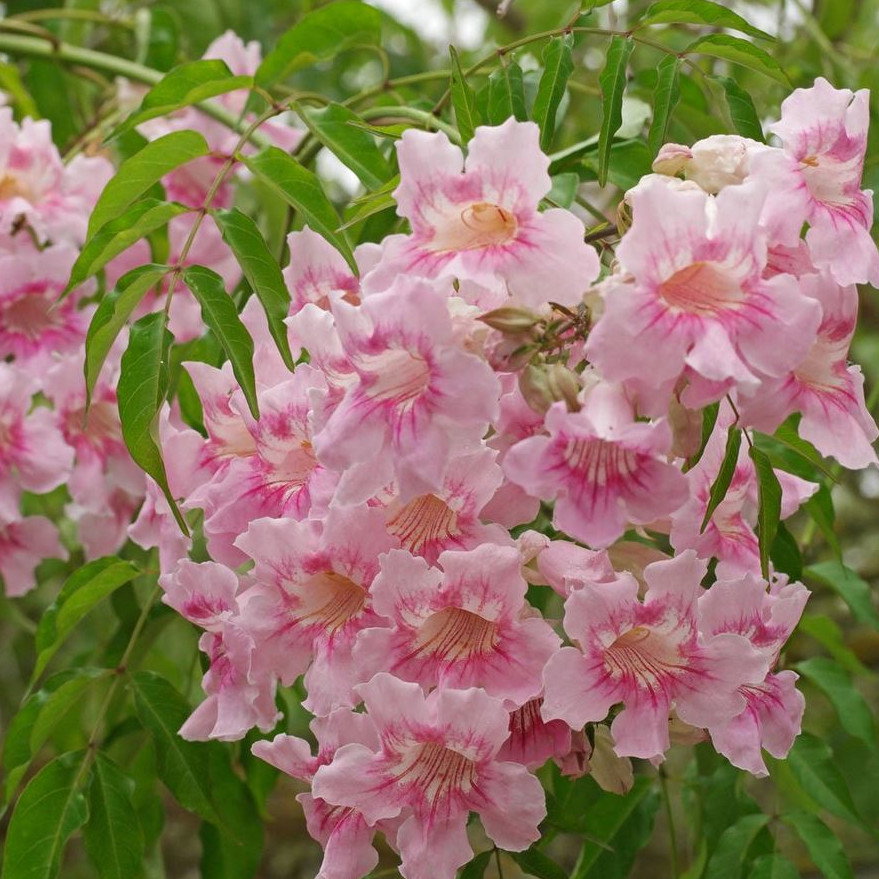 Podranea Ricasoliana