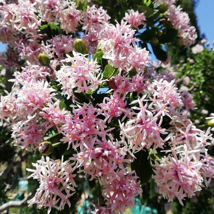 Dais Cotinifolia