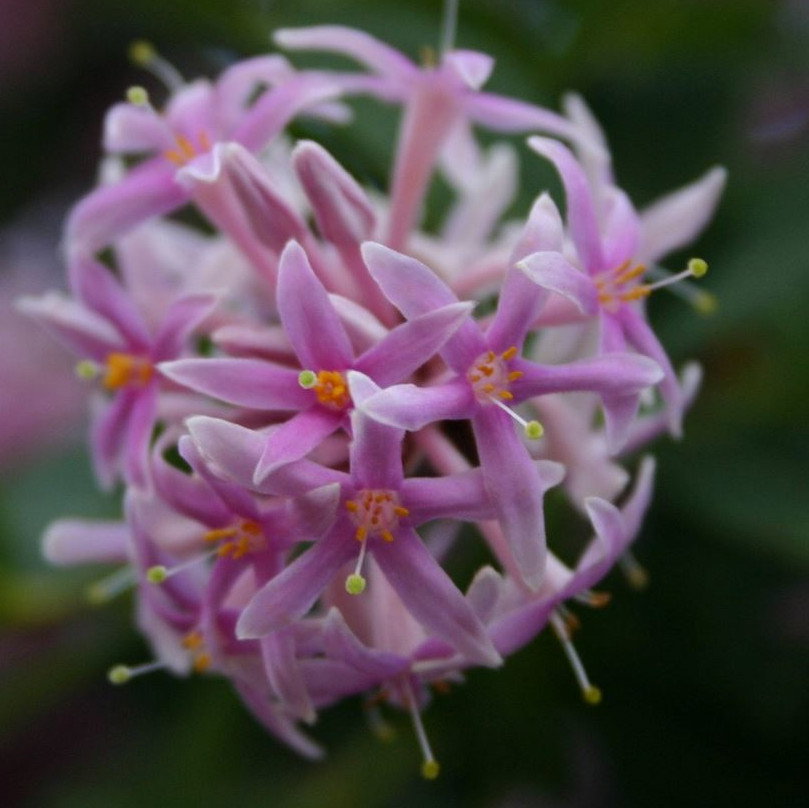 Dais Cotinifolia