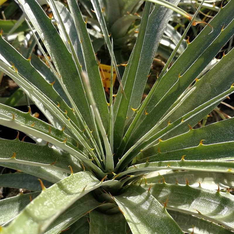Puya Coerulea Var Violacea