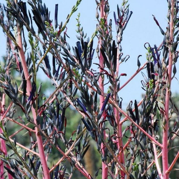 Puya Coerulea Var Violacea