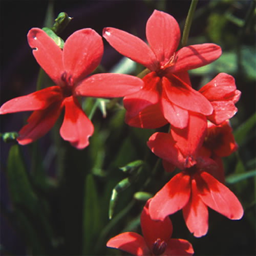 Anomatheca Laxa