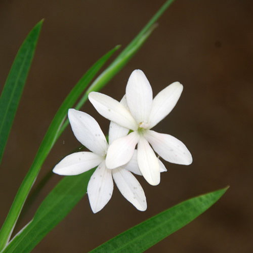 Anomatheca Laxa Alba