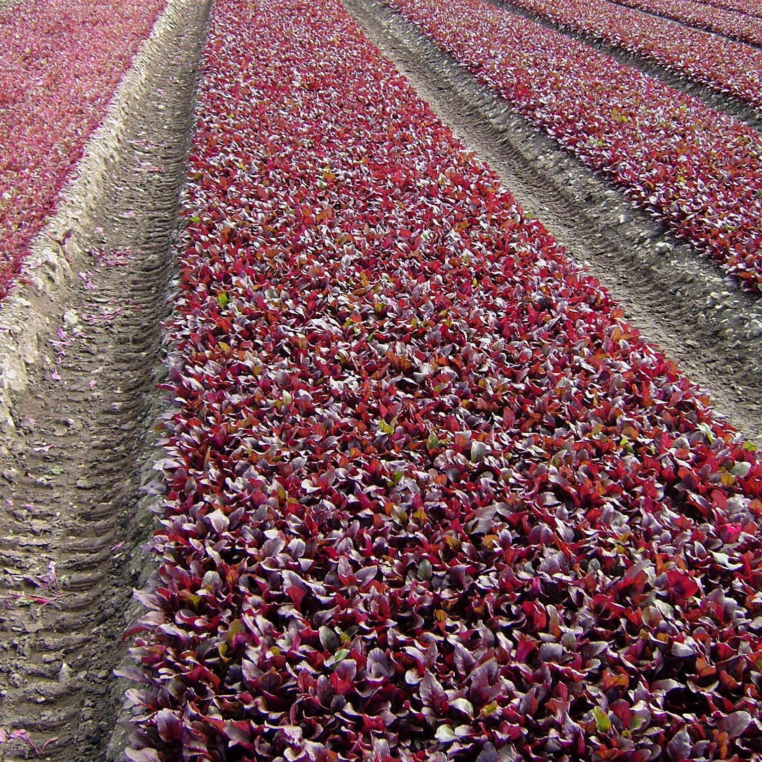 Beet Bulls Blood Scarletta