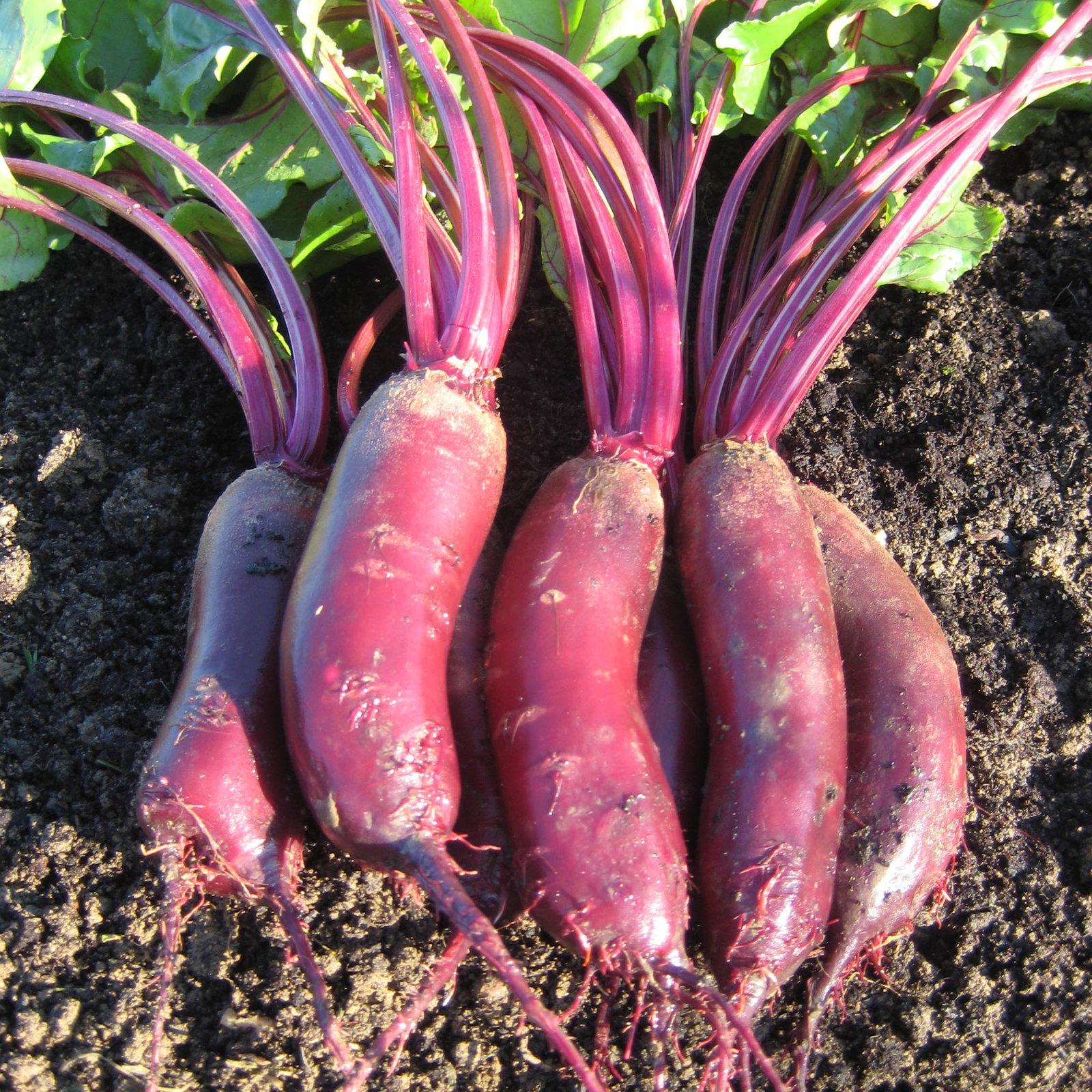 Beetroot Alto F1