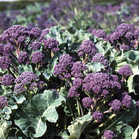 Broccoli Rudolph