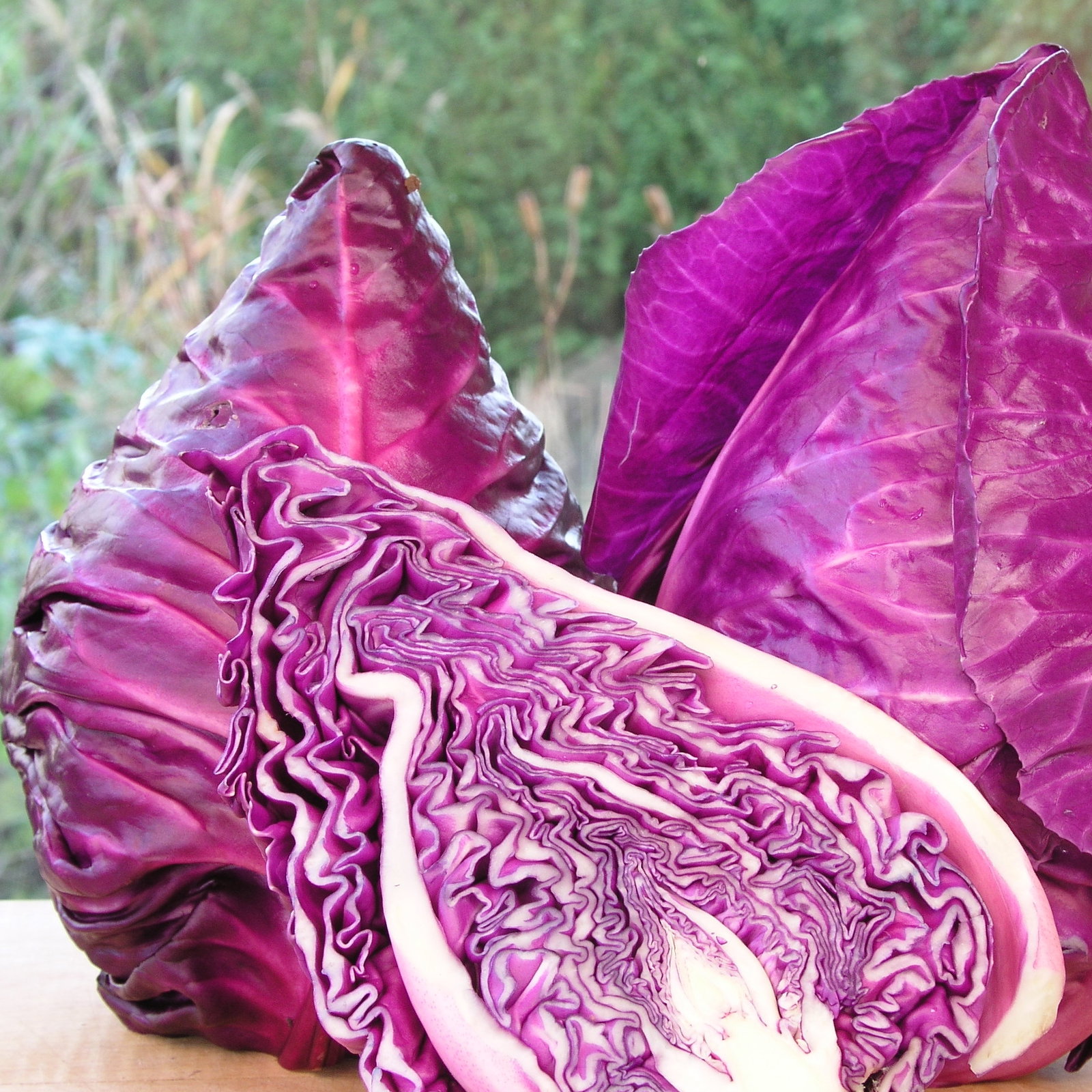 Cabbage Kalibos