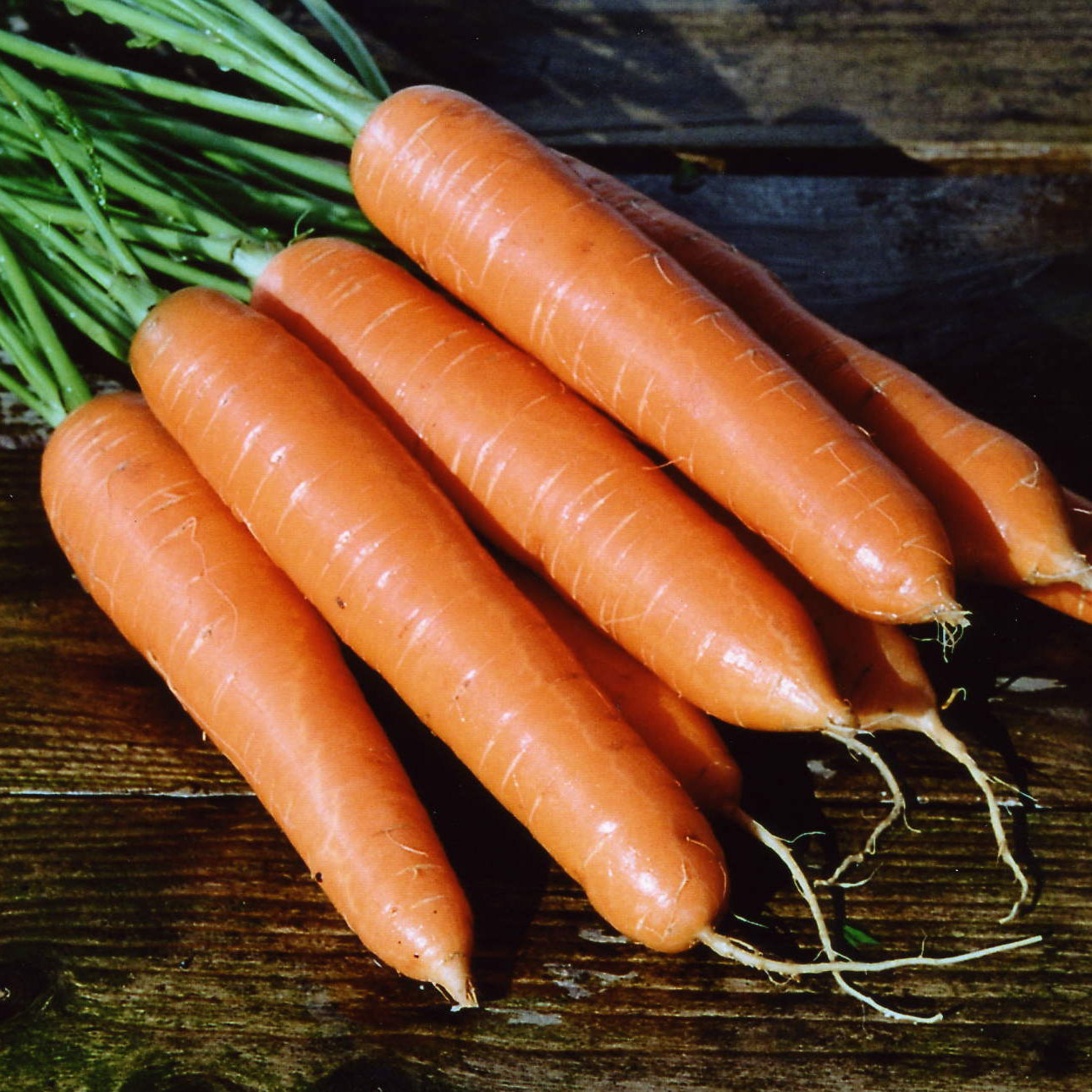 Carrot Eskimo