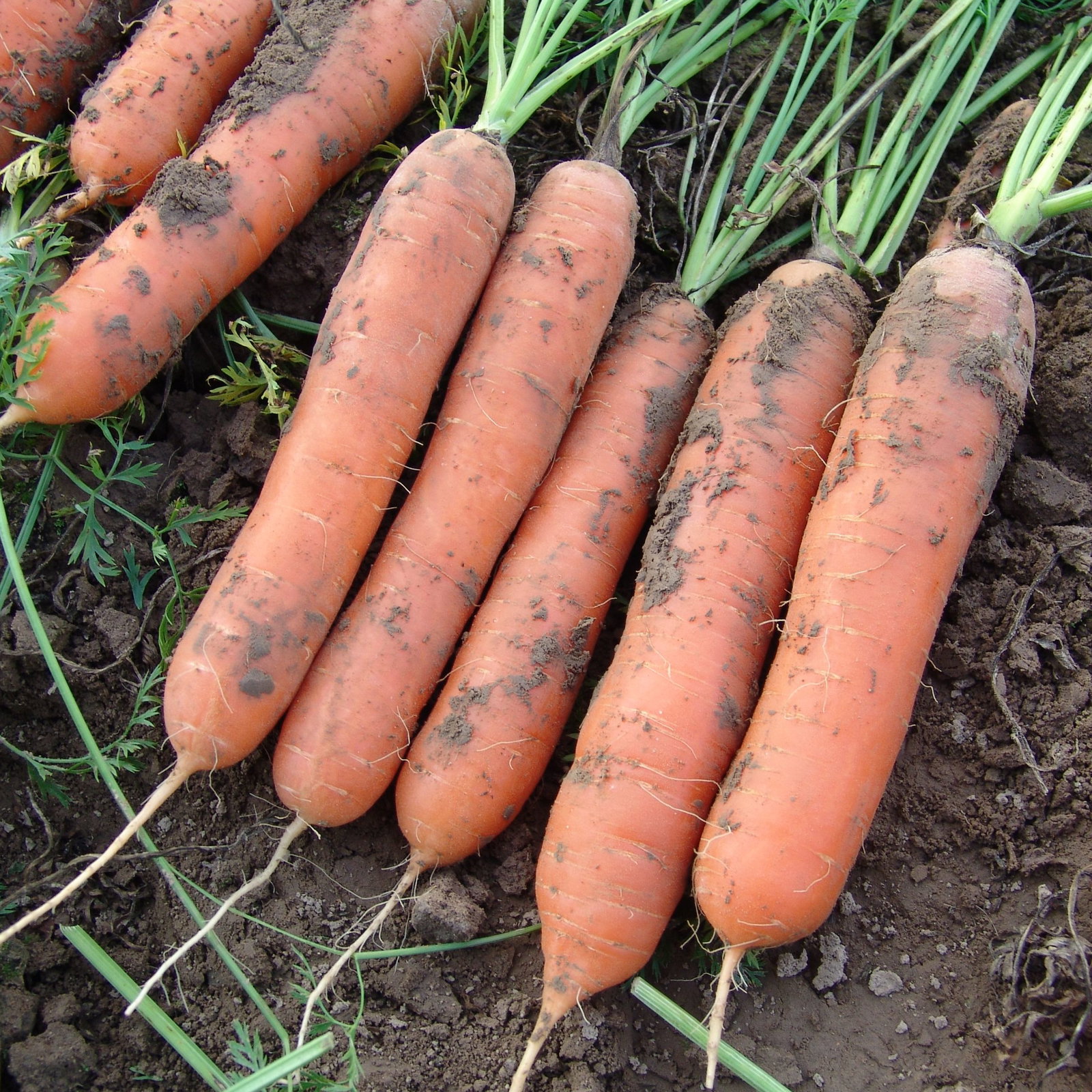 Carrot Marion F1