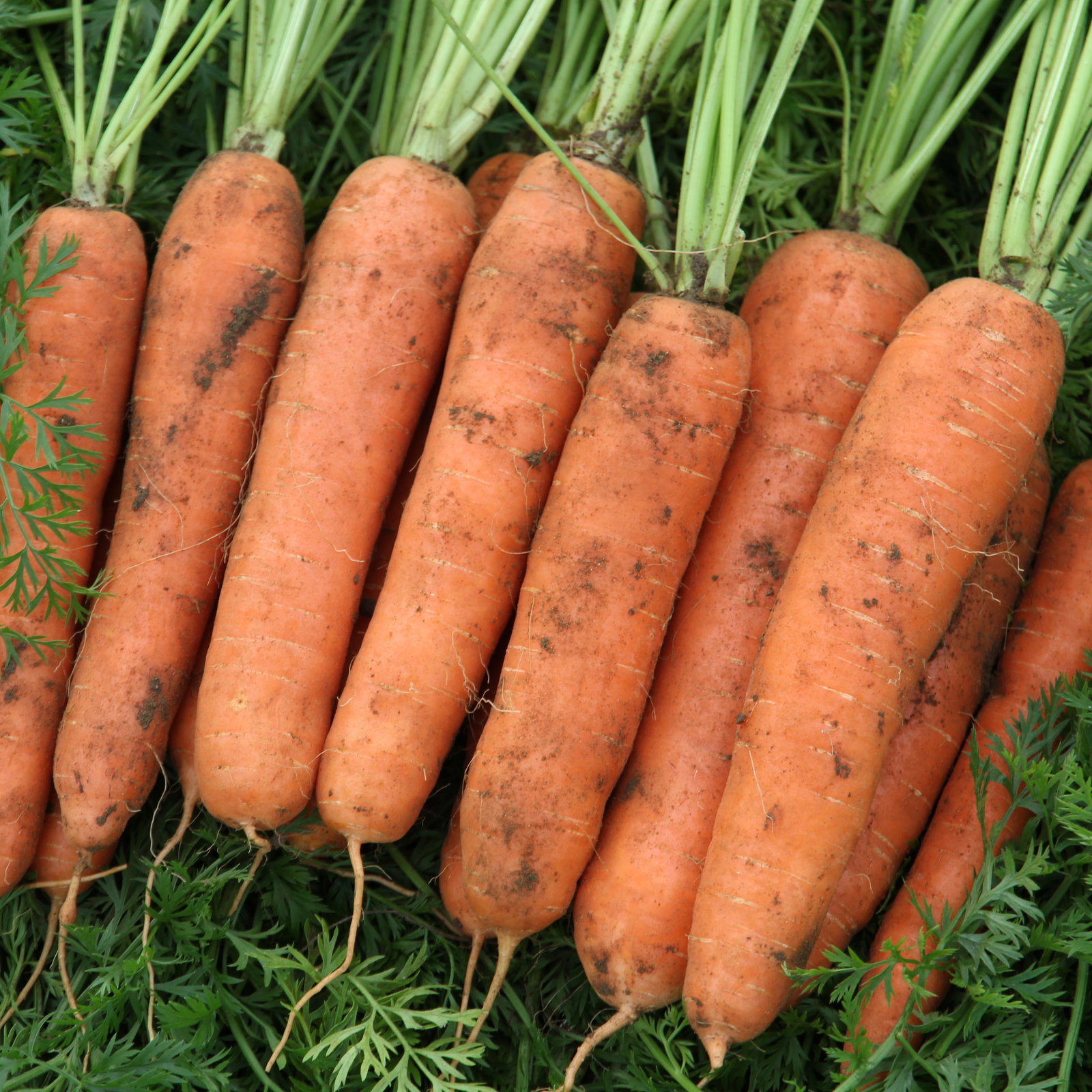 Carrot Nazareth Img