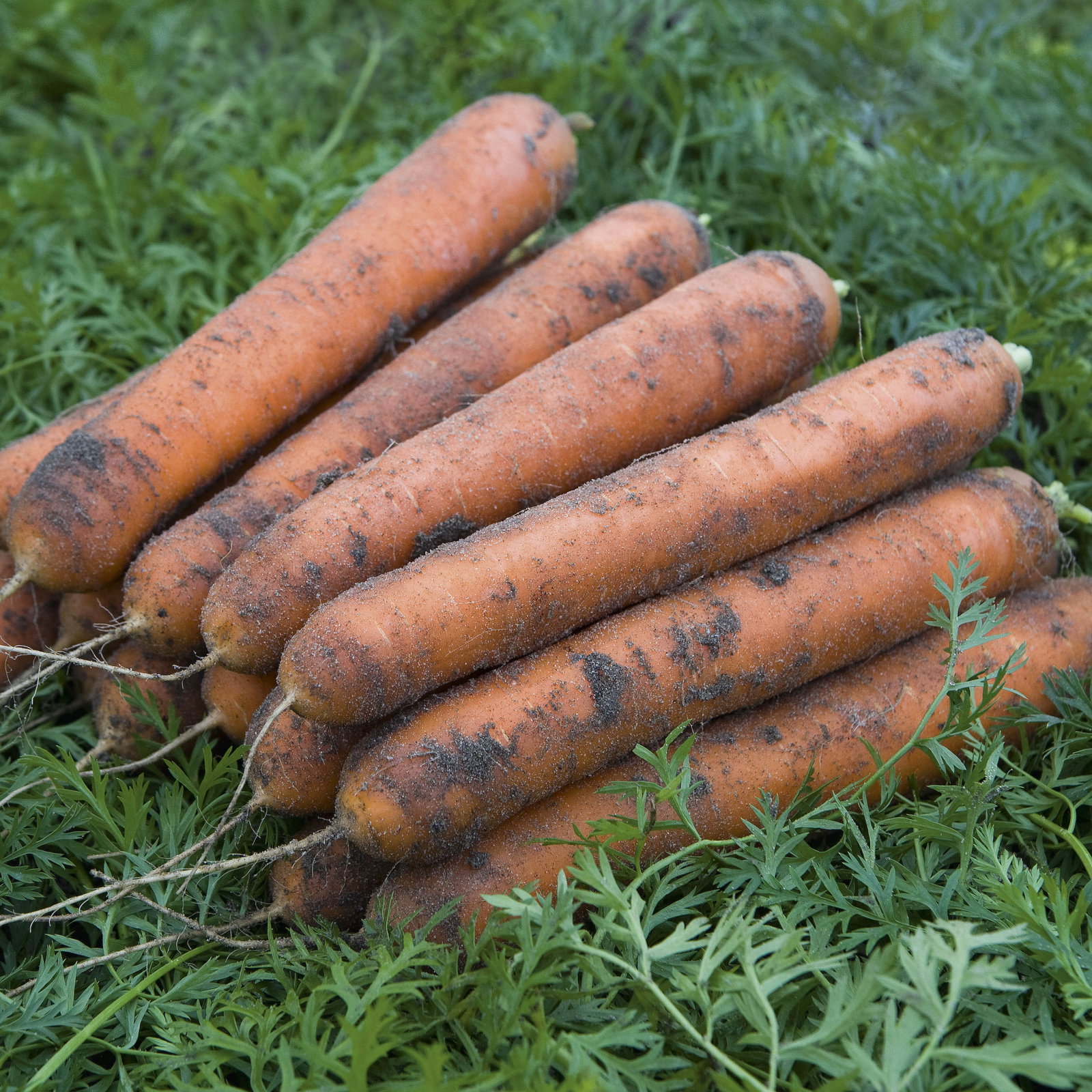 Carrot Nominator Square