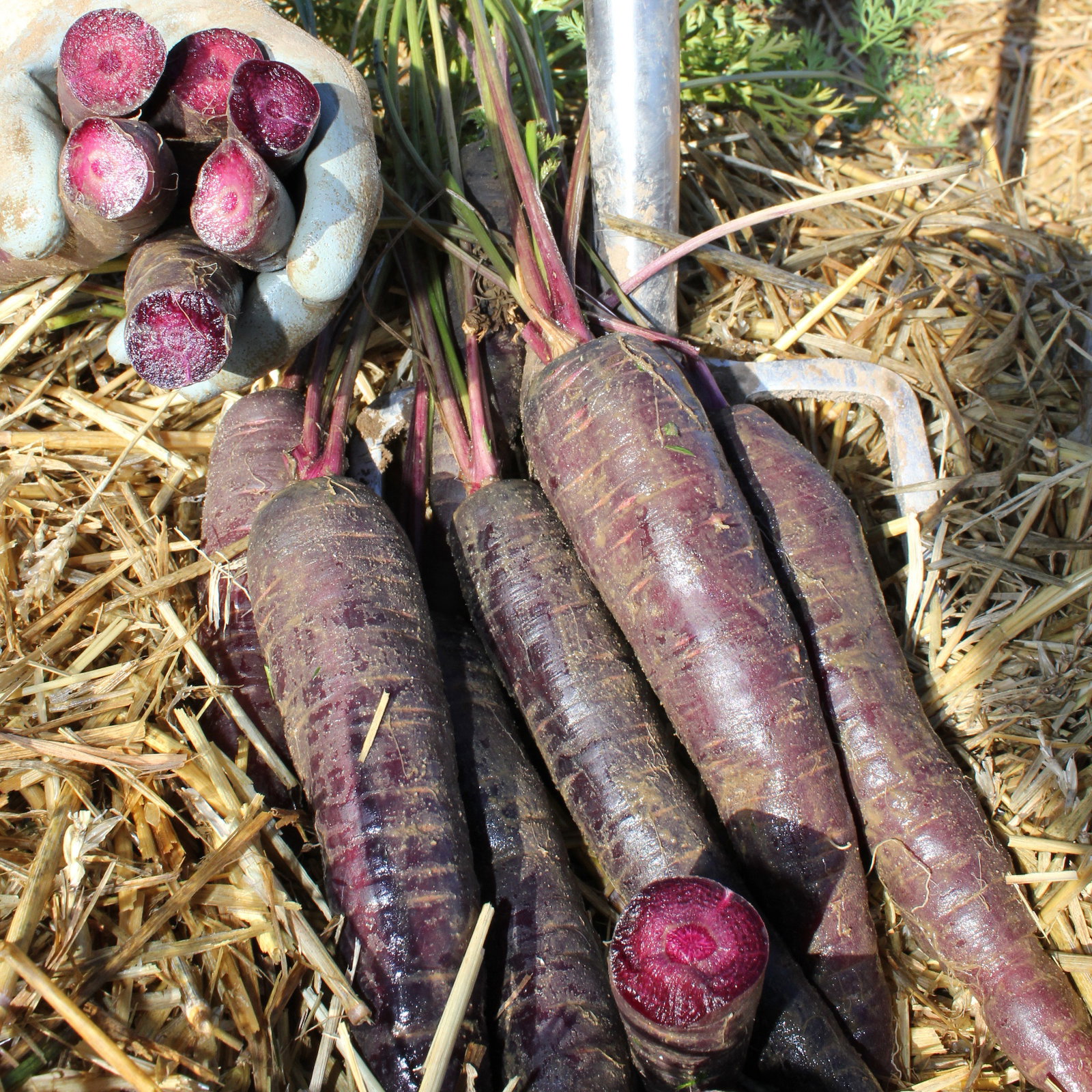 Carrot Purple Sun 11139 B